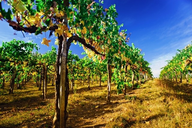 Bilder Behind The Grapes - Südafrikanische Spitzenweine online kaufen