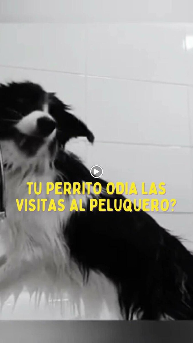 Images Pet Shop y Peluquería Canina Oh My Dog Rosario