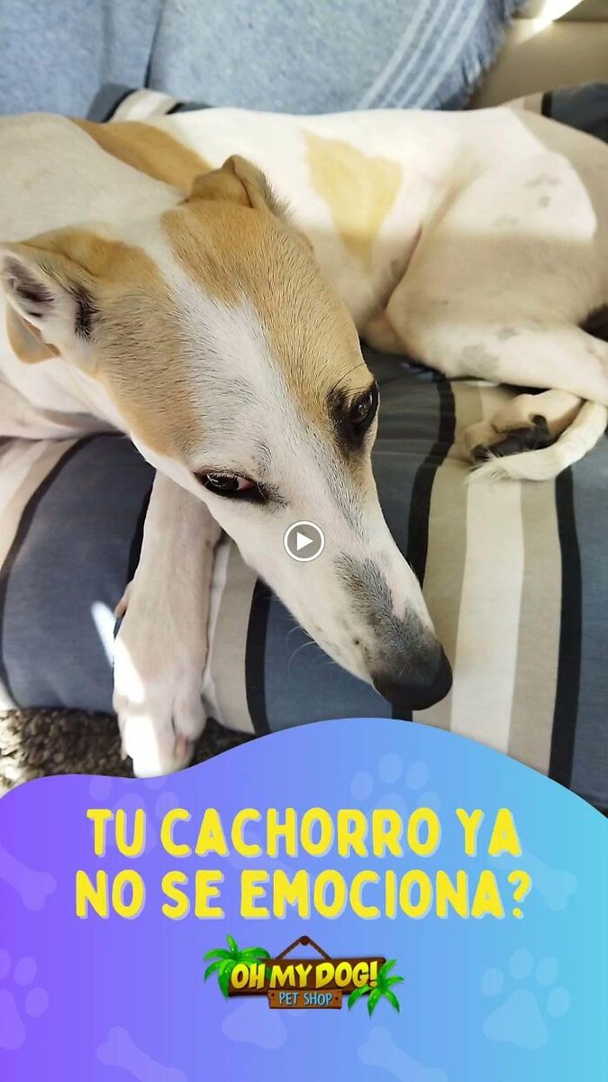 Images Pet Shop y Peluquería Canina Oh My Dog Rosario