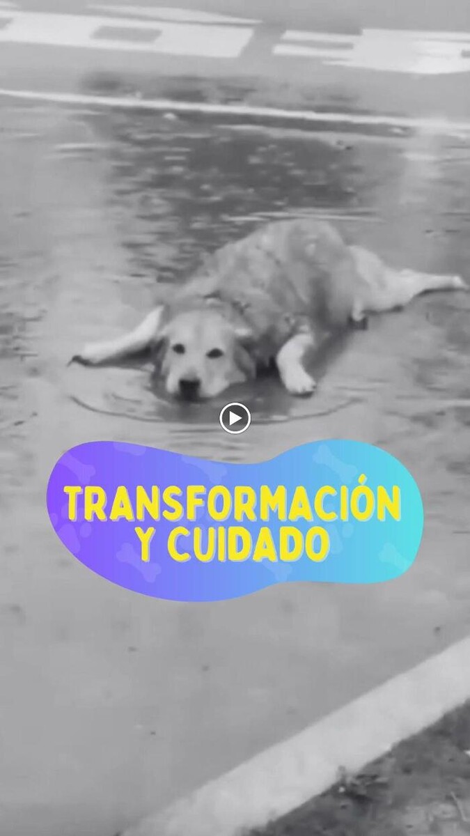 Images Pet Shop y Peluquería Canina Oh My Dog Rosario