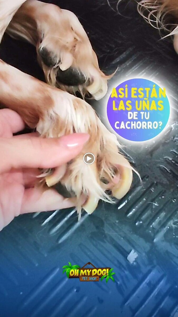 Images Pet Shop y Peluquería Canina Oh My Dog Rosario