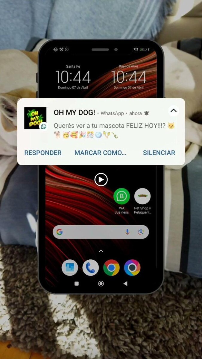 Images Pet Shop y Peluquería Canina Oh My Dog Rosario