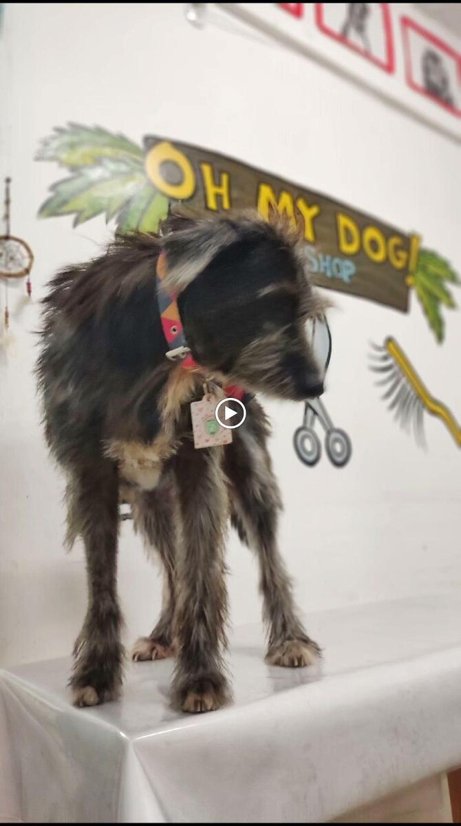 Images Pet Shop y Peluquería Canina Oh My Dog Rosario