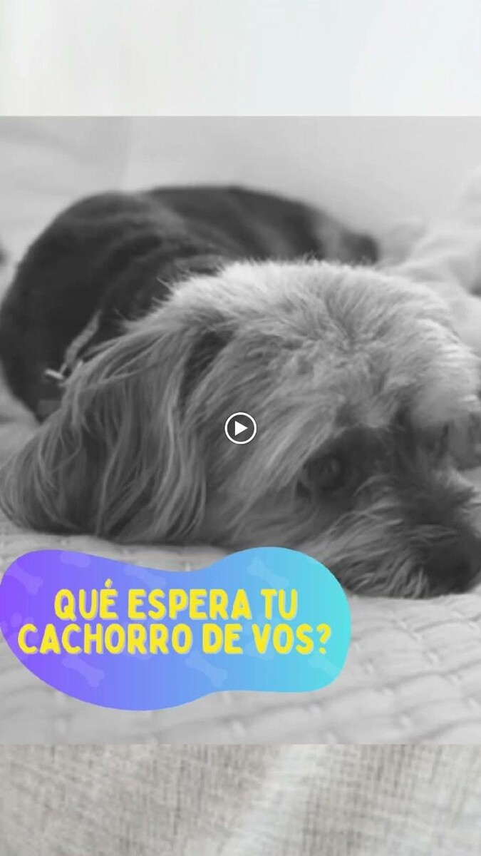 Images Pet Shop y Peluquería Canina Oh My Dog Rosario