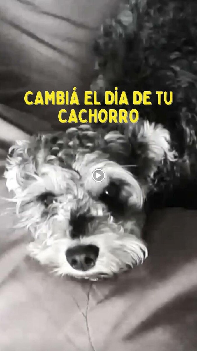 Images Pet Shop y Peluquería Canina Oh My Dog Rosario