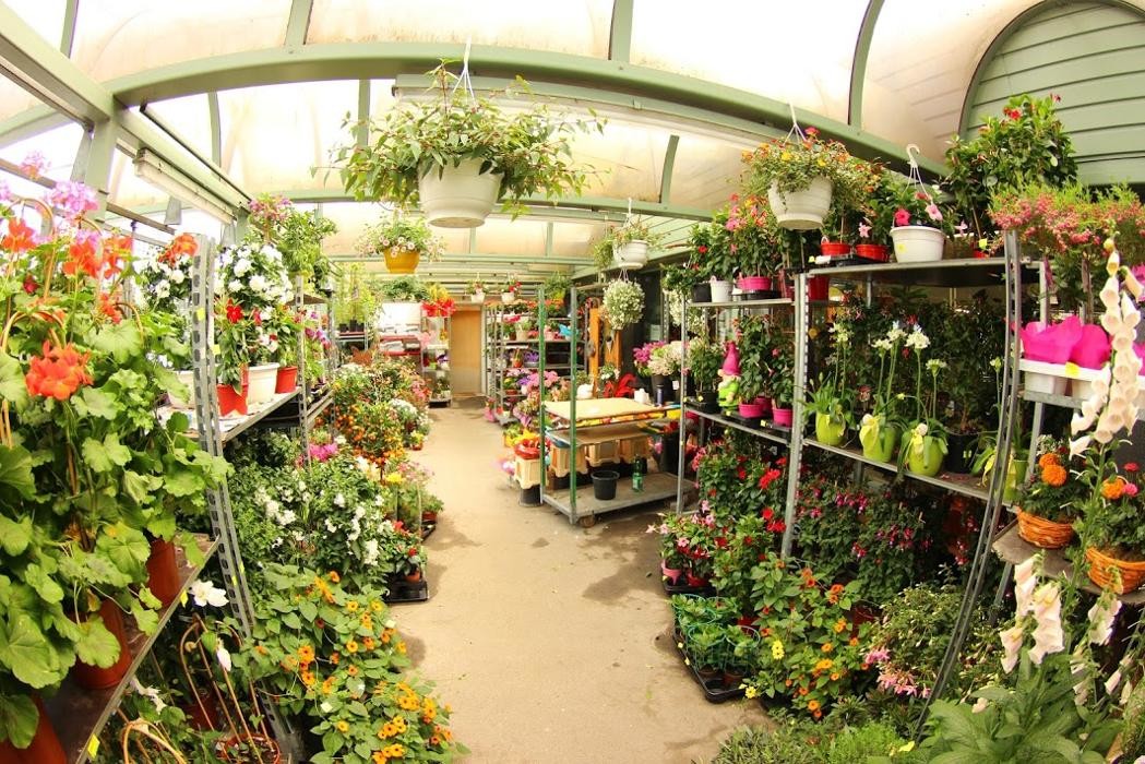Bilder Blumen Luser-Grosch