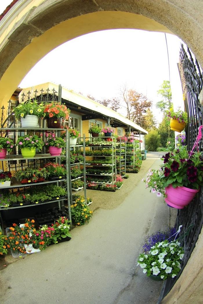 Bilder Blumen Luser-Grosch