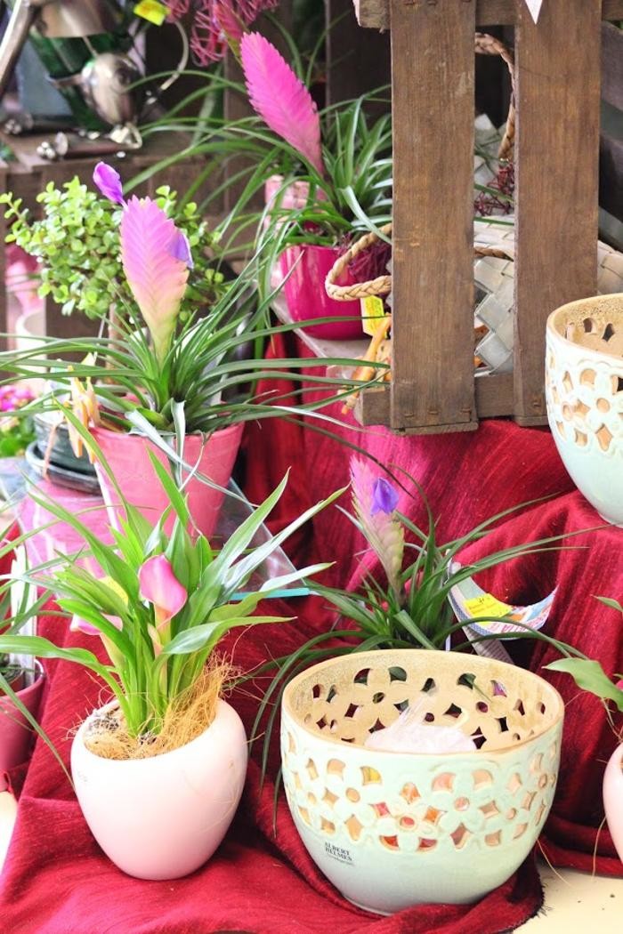 Bilder Blumen Luser-Grosch