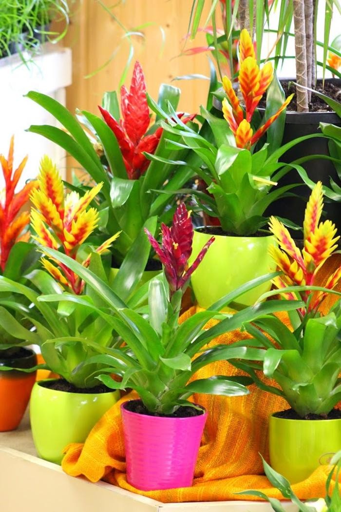 Bilder Blumen Luser-Grosch