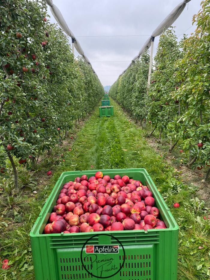 Bilder Apfelino