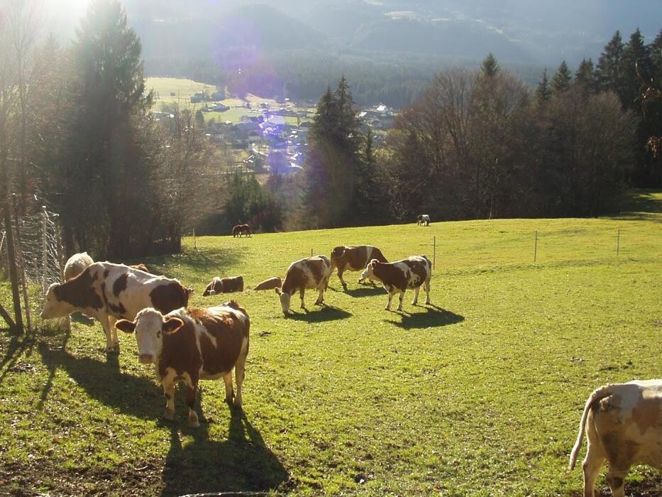 Bilder Gästehaus zum Freihof