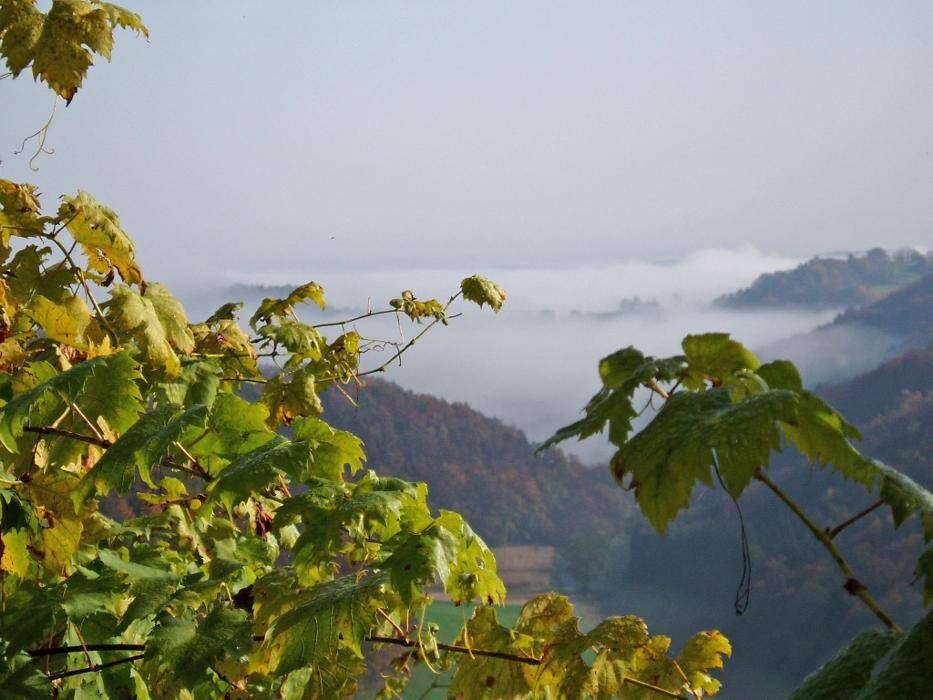 Bilder Weinbau & Buschenschank Matzhold