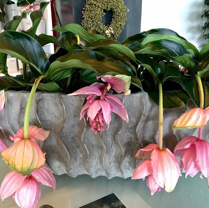 Bilder Blumen Gruber