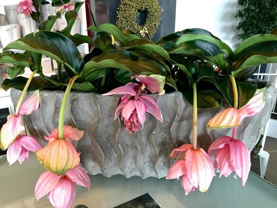 Bilder Blumen Gruber