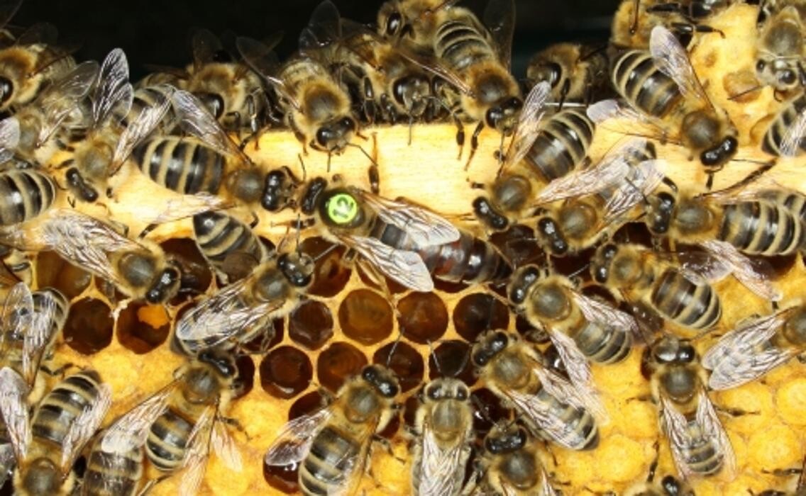 Bilder Bienen Janisch GmbH