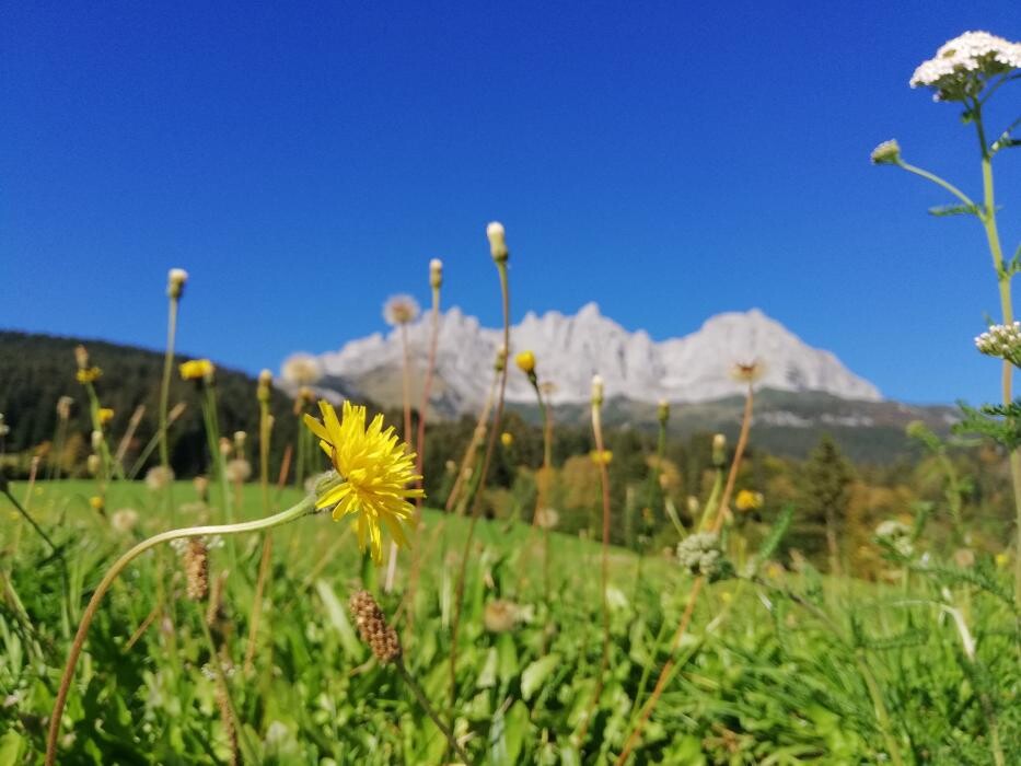 Bilder Kaffeehaus Ferienwohnungen Hautz