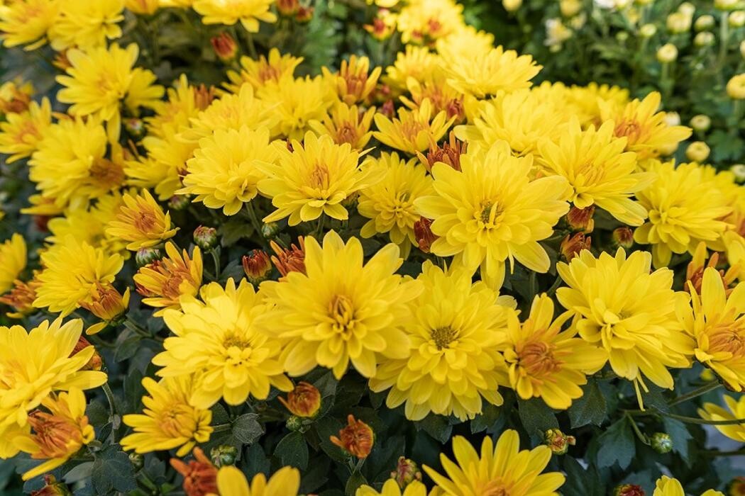 Bilder Blumen Schlatter