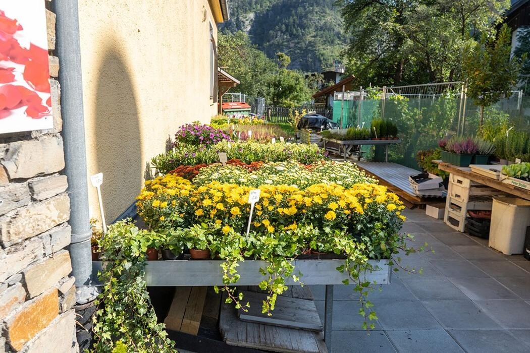 Bilder Blumen Schlatter