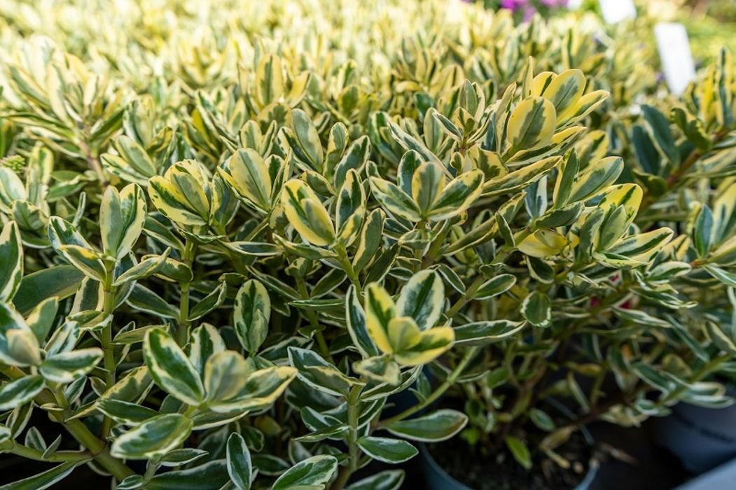 Bilder Blumen Schlatter