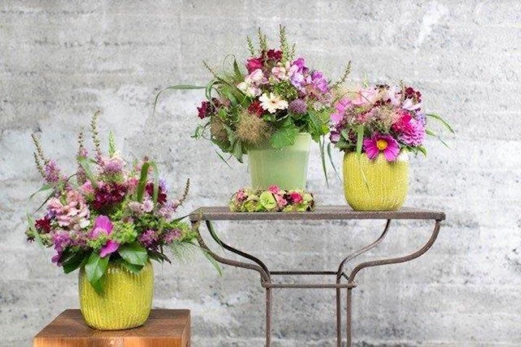 Bilder Schallert Blumen