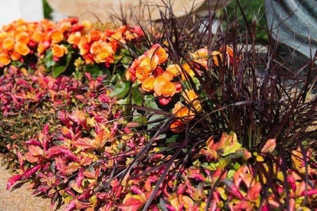Bilder Schallert Blumen