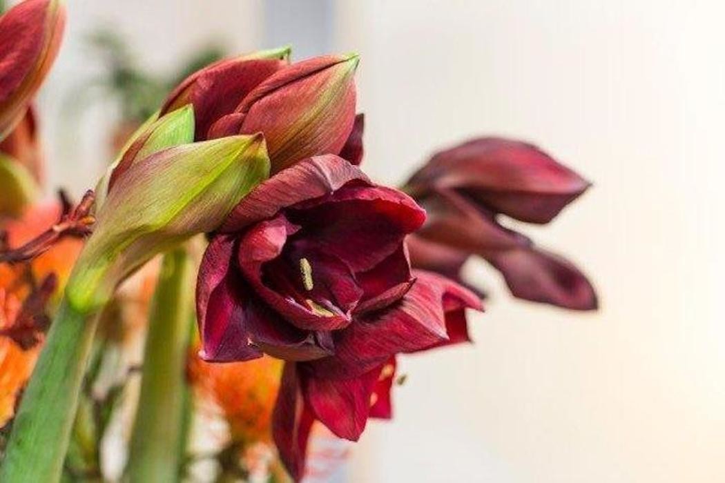 Bilder Schallert Blumen