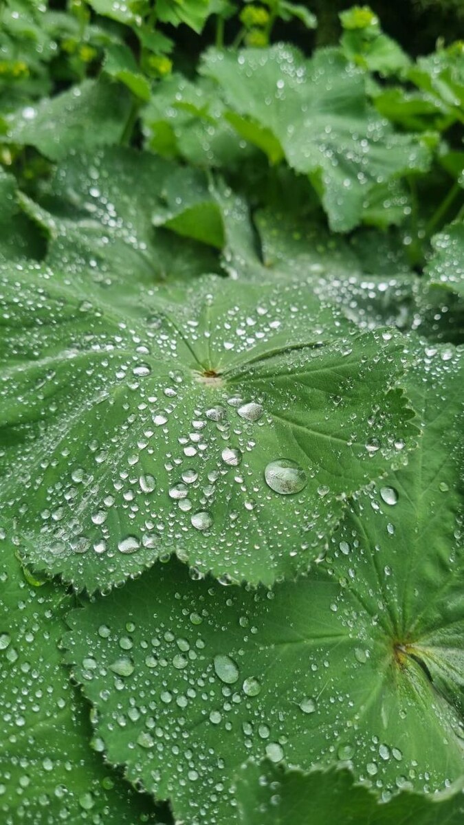 Bilder Micko Pflanzenparadies