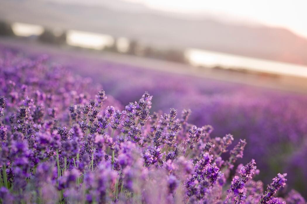 Bilder Aromaimpuls - Young Living Öle mit Diffuser und Starterset