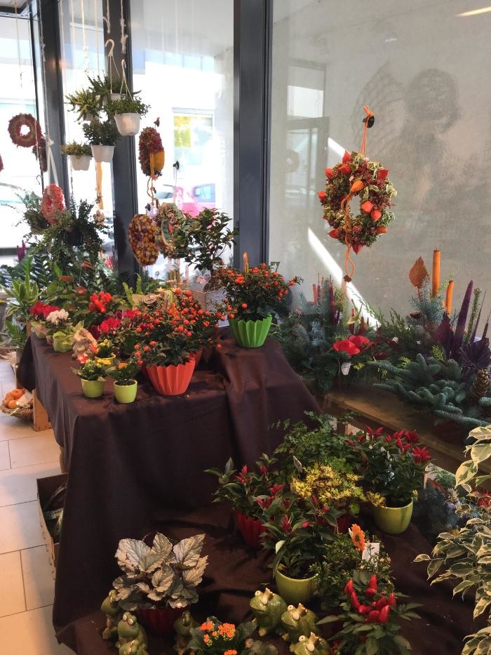 Bilder Blumenecke Patricia