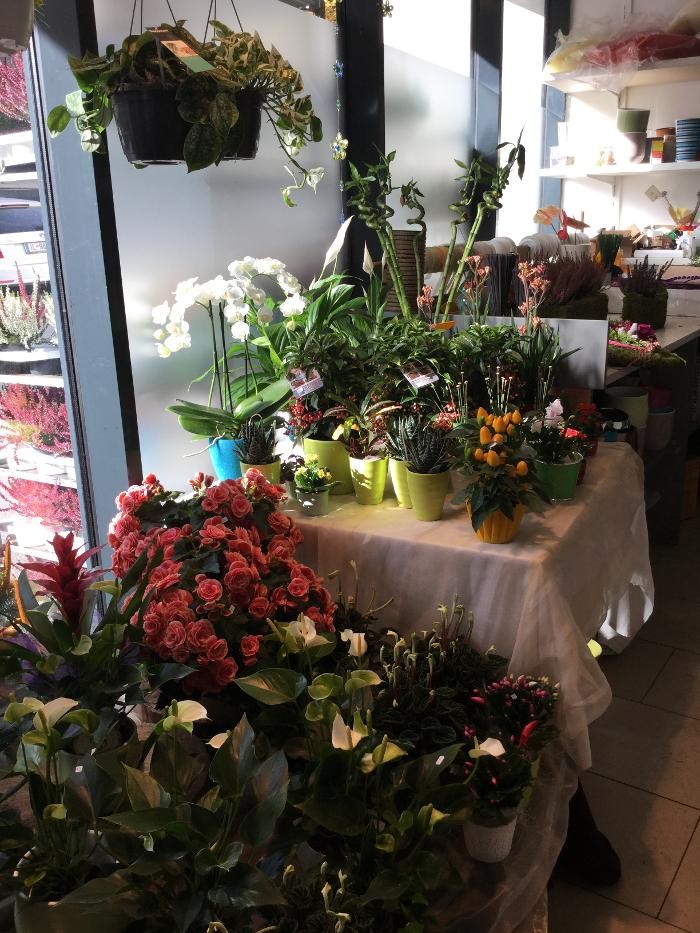 Bilder Blumenecke Patricia