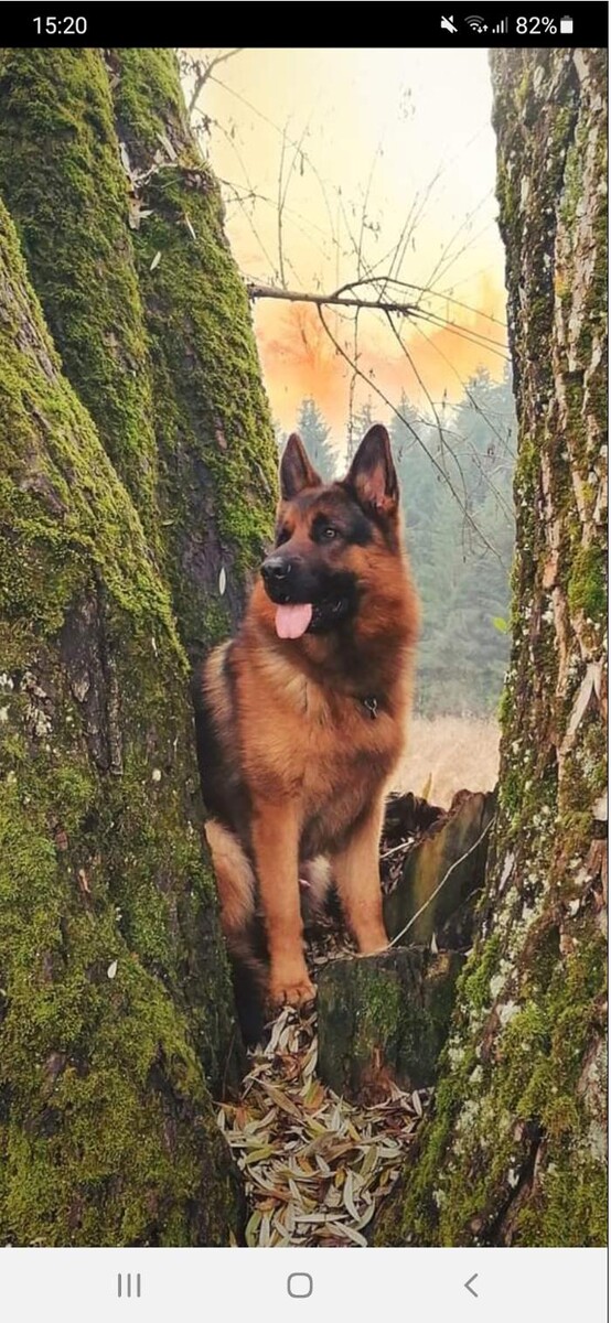 Bilder Hundepension-Pertl