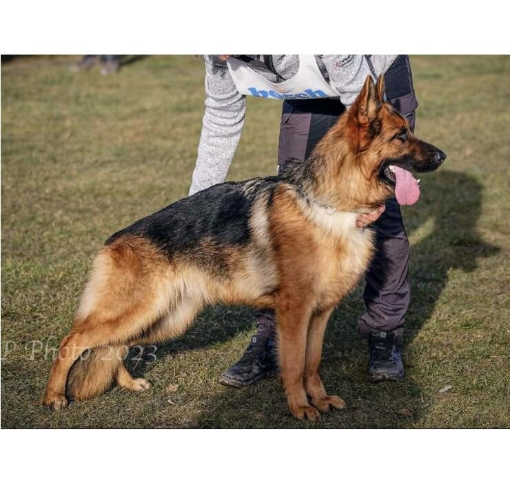 Bilder Hundepension-Pertl