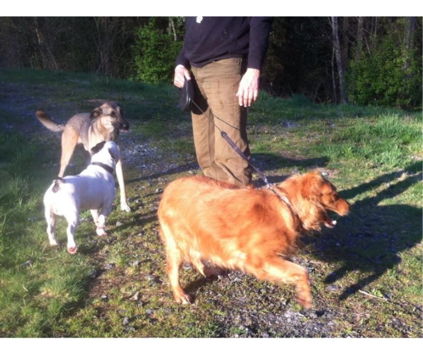 Bilder Hundepension-Pertl