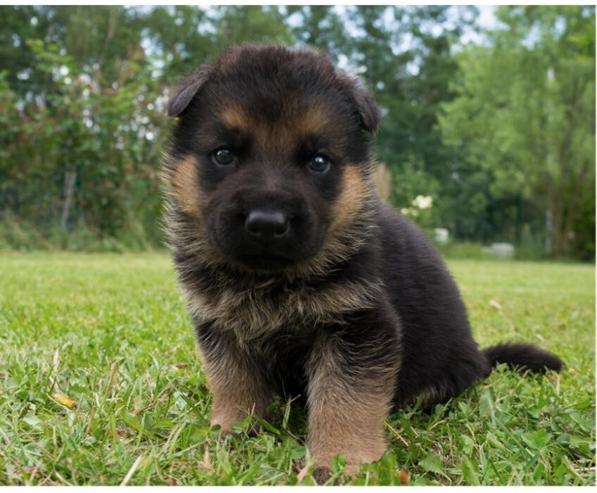 Bilder Hundepension-Pertl