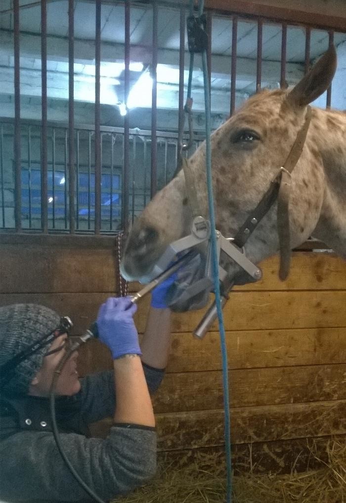 Bilder HorseMed - Pferdepraxis