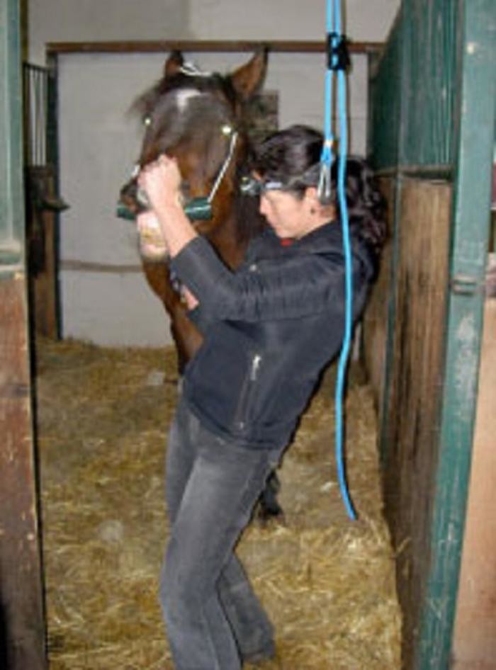 Bilder HorseMed - Pferdepraxis