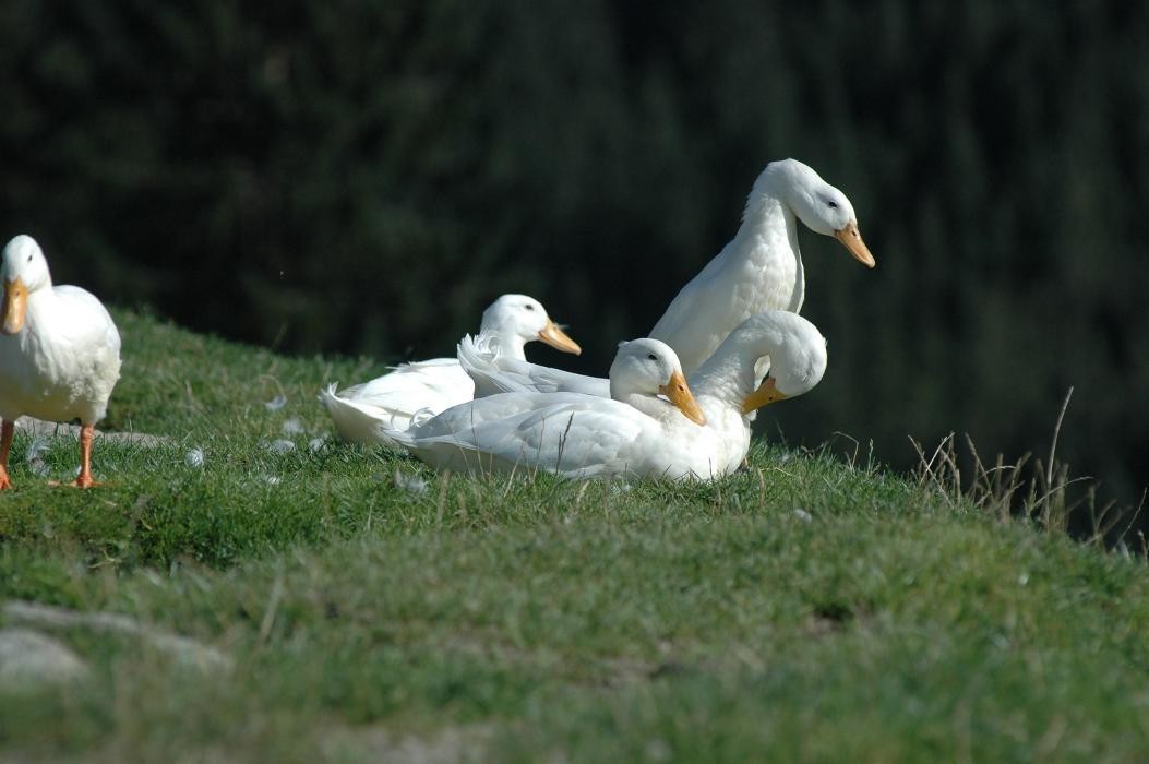 Bilder Wildpark Aurach