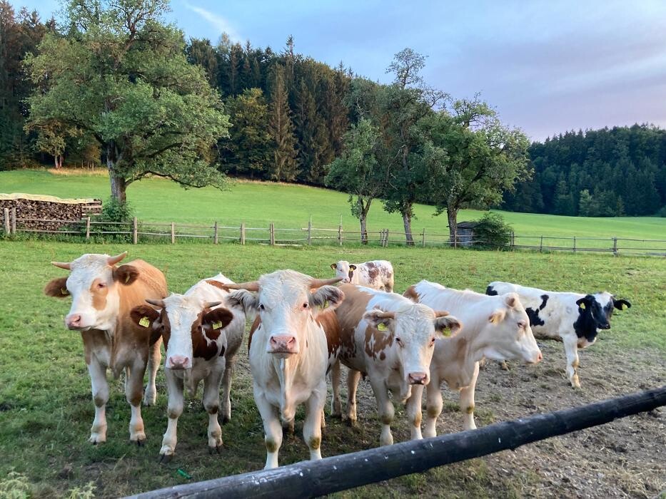 Bilder Obereggut - Hof bei Salzburg
