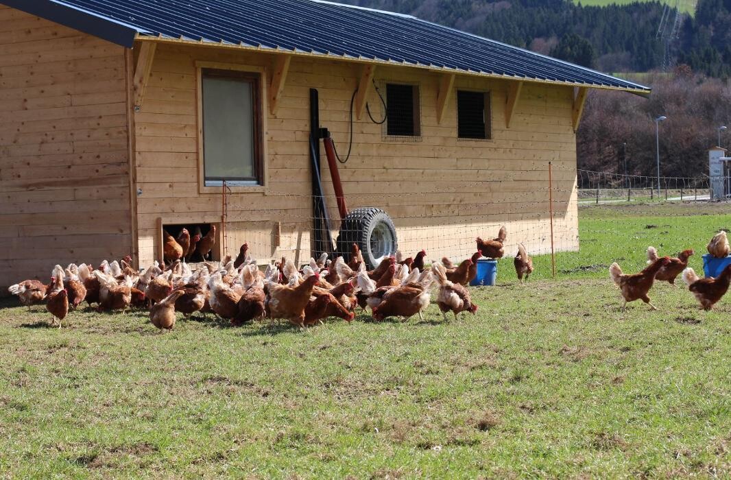 Bilder Hofladen Pranznhof - Lebensmittel Eier Kartoffeln Gemüse Salat Wörgl Kufstein