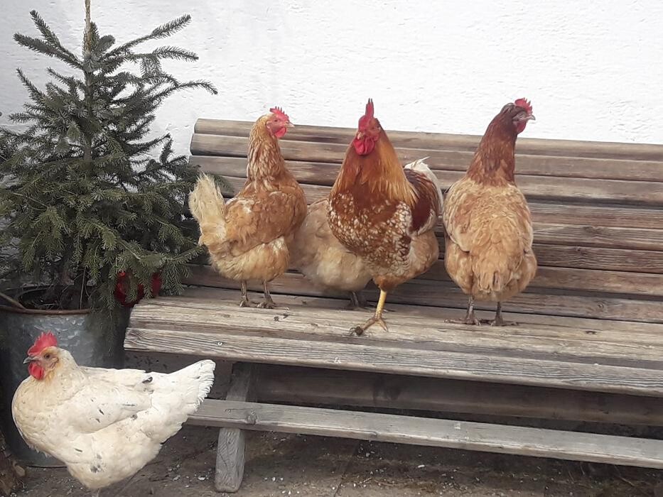 Bilder Stillinghof Saalfelden