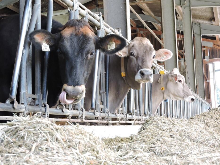 Bilder Hofladen Vinschgerhof - Eier Milch Fleisch Obst Gemüse Absam Innsbruck