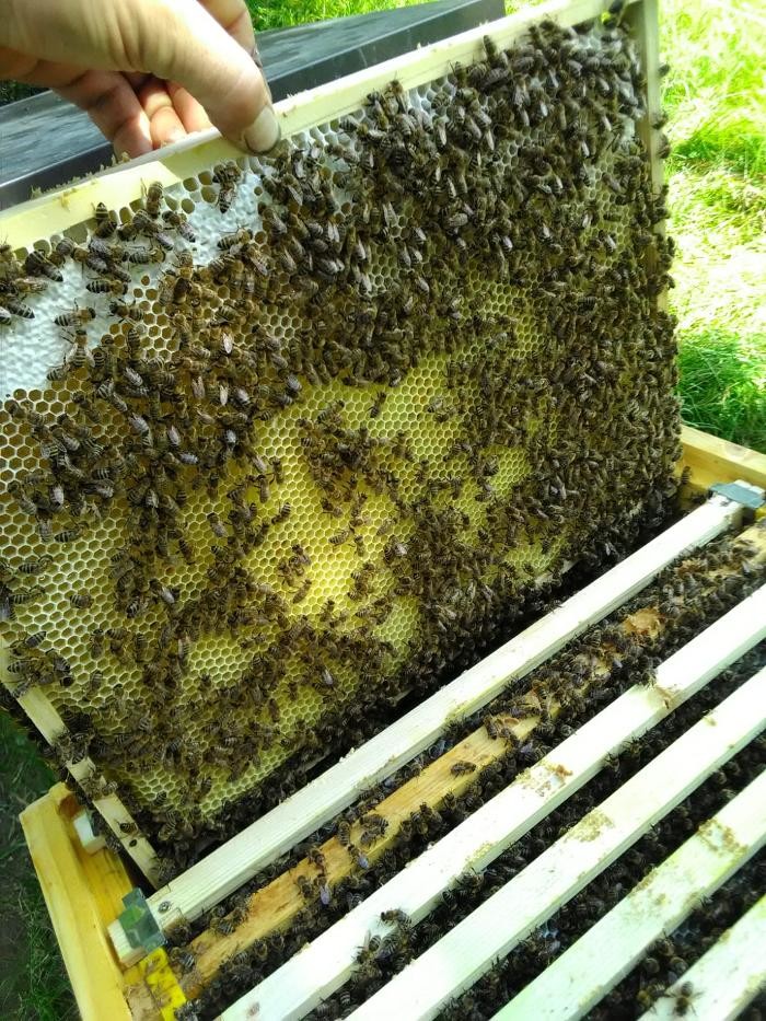 Bilder Bio Imkerei Foidl - Honig Bienenhonig Honigprodukte Kirchberg Tirol