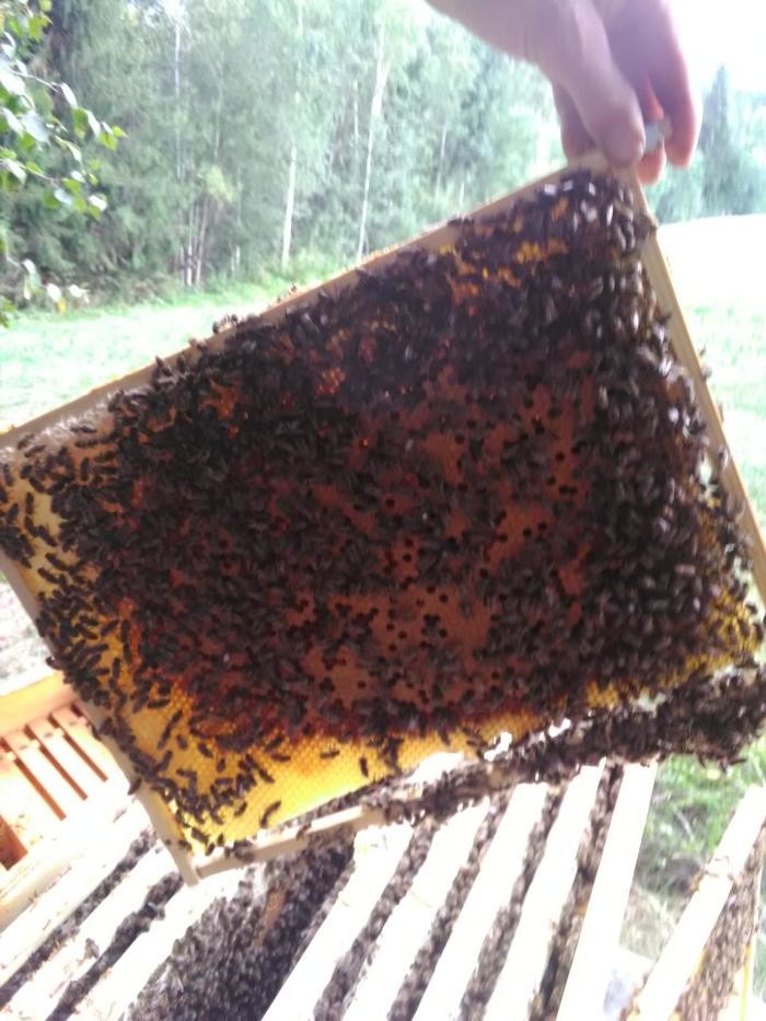 Bilder Bio Imkerei Foidl - Honig Bienenhonig Honigprodukte Kirchberg Tirol