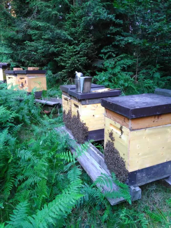 Bilder Bio Imkerei Foidl - Honig Bienenhonig Honigprodukte Kirchberg Tirol