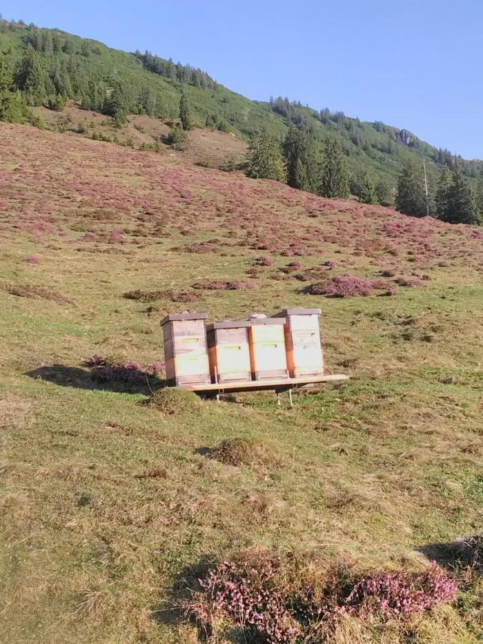 Bilder Bio Imkerei Foidl - Honig Bienenhonig Honigprodukte Kirchberg Tirol