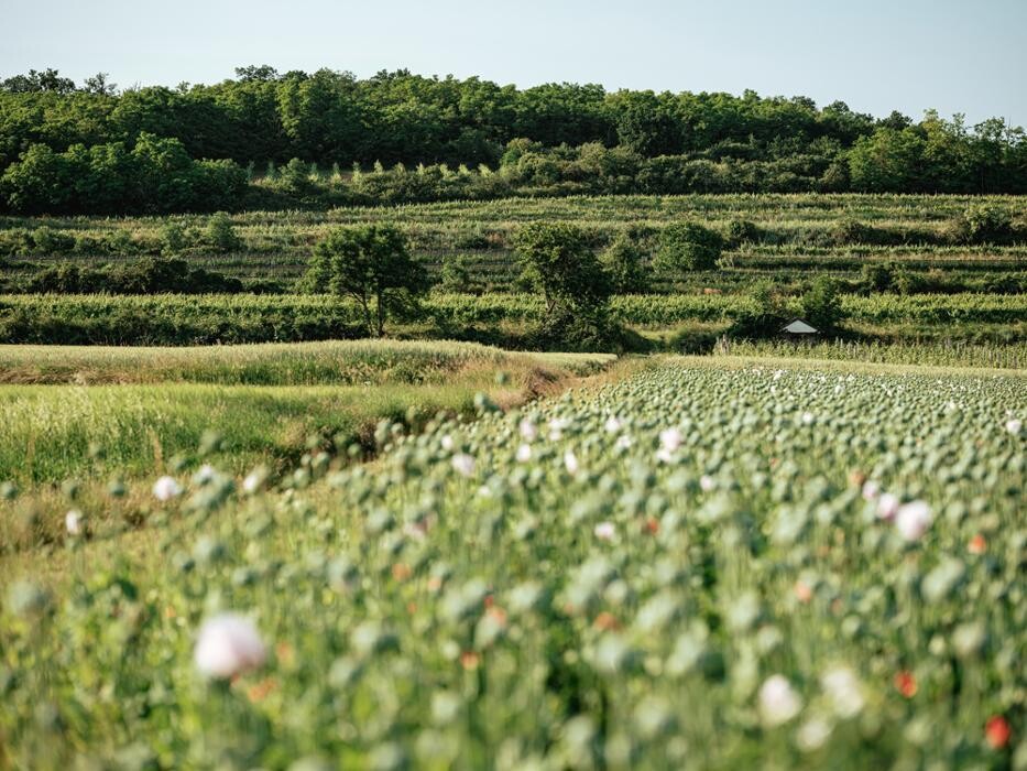 Bilder Bioweingut Gruber Röschitz