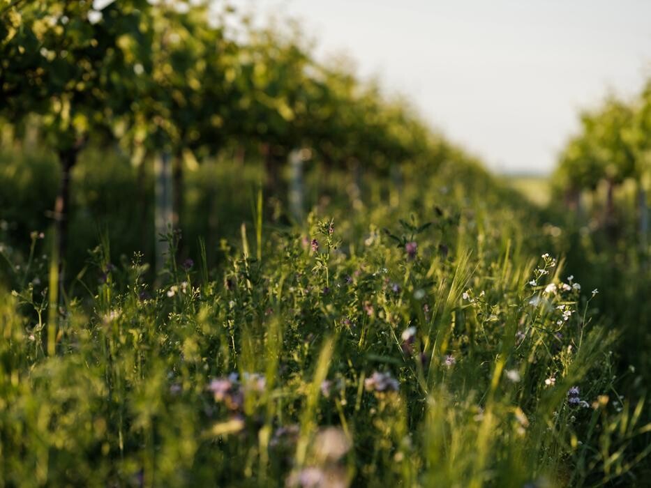 Bilder Bioweingut Gruber Röschitz