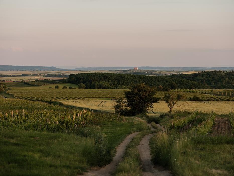 Bilder Bioweingut Gruber Röschitz