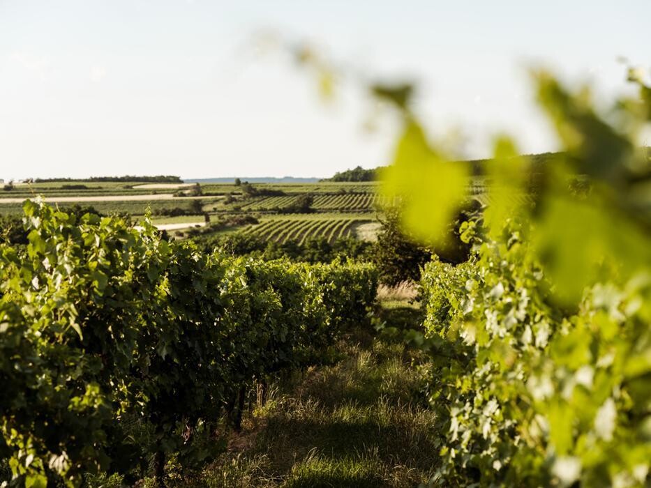 Bilder Bioweingut Gruber Röschitz