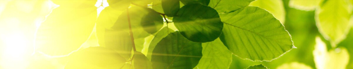 Bilder TrauerHilfe Bestattung LINSER